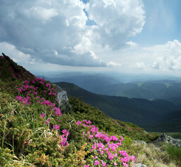 Amazing mountain landscape with flower of rhododendron. Carpathi
