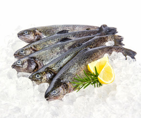 Five fresh rainbow trout with lemon on ice