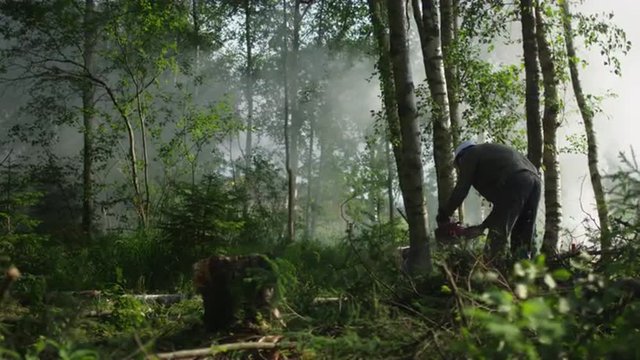 Lumberjack is Felling Tree with Chainsaw