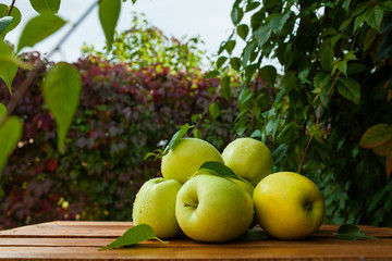 зеленые яблоки в деревне на фоне зелени