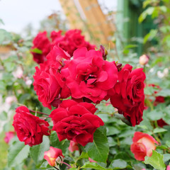 red rose on the Bush