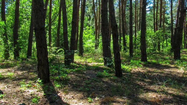 Trees in the coniferous forest, the shadow of pine trees moving
