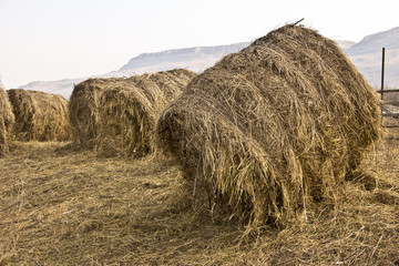 Bales of hay or straw harvested to feed farm animals