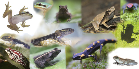 Collage of different species of frogs from around the world