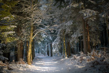 märchenhafter Winterwald