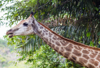 young giraffe at the zoo