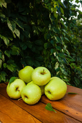 зеленые яблоки в деревне на фоне зелени