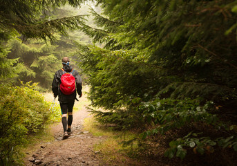 Obraz premium man wearing backpack with red rain cover trekking on the forest trail
