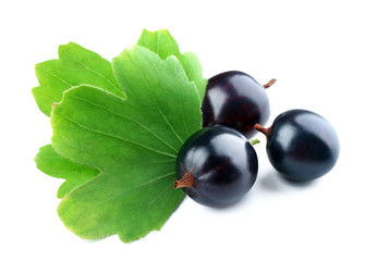 Wild black currant with green leaves isolated on white