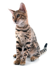 Beautiful Bengal kitten isolated on white