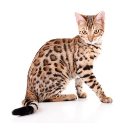 Beautiful Bengal kitten isolated on white