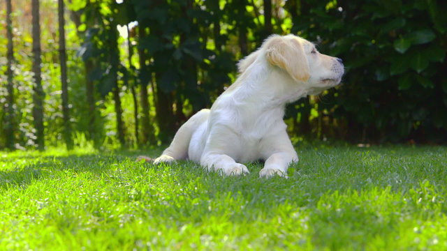 Cute Puppy in the Garden - looking around - barking
