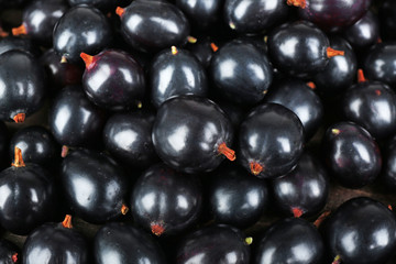 Heap of wild black currant close up