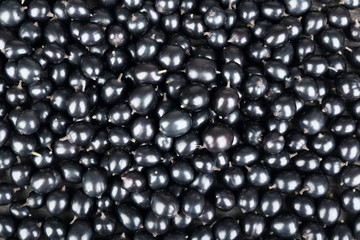 Heap of wild black currant close up