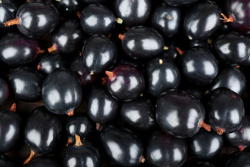 Heap of wild black currant close up