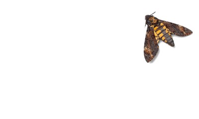 Fototapeta premium Meal moth.