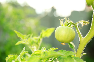 Fototapeta premium Green tomatoes growing on branches