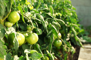 Green tomatoes growing on branches