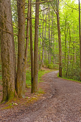 Winding Path in the Forest