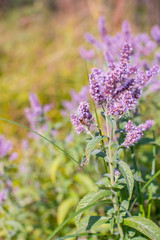  Organica Mint Flowers