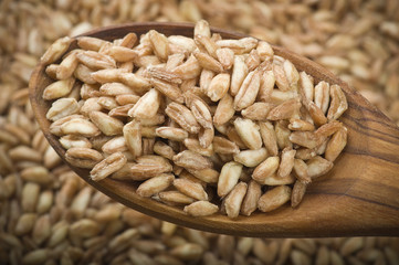 Spoon of Raw Organic Spelt Grain close up on a table