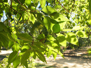Selective focus on a young branch of a tree with leaves on blurr