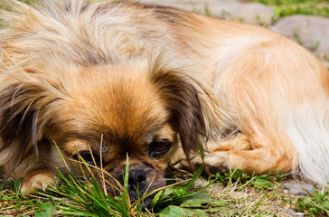 Naklejka na ściany i meble Pekingese dog is laying on a grass