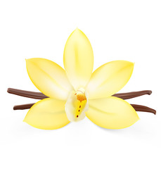 Obraz premium Vanilla flower on white background. Vector illustration