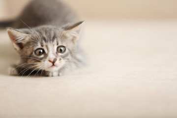 Cute gray kitten at home