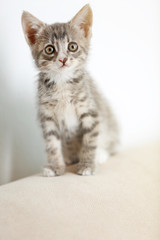 Fototapeta na wymiar Cute gray kitten at home