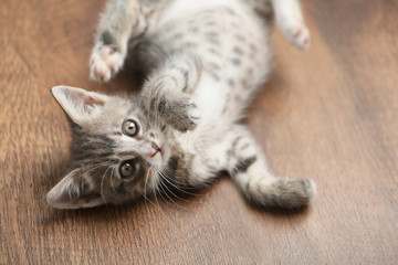Cute gray kitten on floor at home