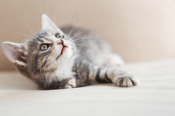 Cute gray kitten on sofa at home