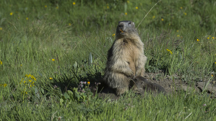 marmotte et son petit