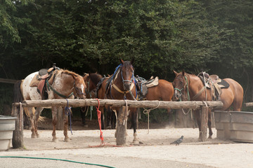 Horses at a hitching rail, waiting to be ridden