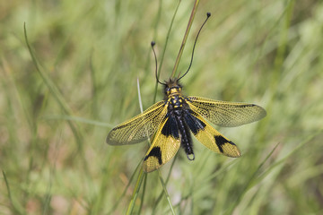Ascalaphe soufré