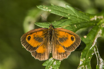 Braungeb&auml;ndertes Ochsenauge (Pyronia tithonus)