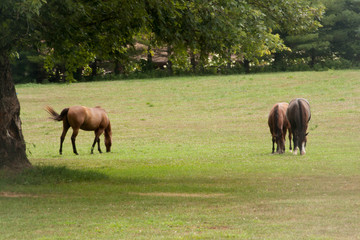 Horse grazing in pasture with a tree