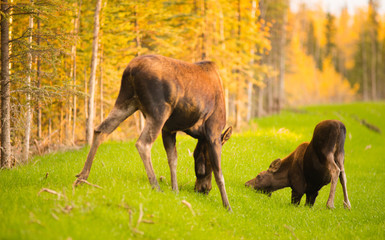 Wild Moose Cow Calf Animal Wildlife Marsh Alaska Greenbelt