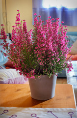 Colorful pink heather flowers