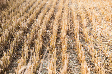 Rows of stubble harvested wheat field