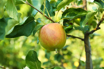 Branch of apple tree closeup