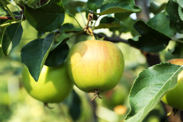 Branch of apple tree closeup