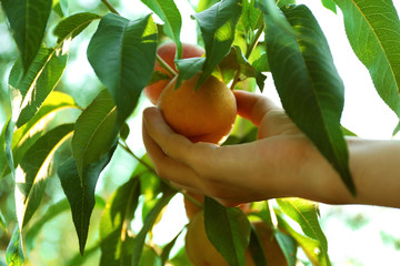 Female hand picking peach from tree © Africa Studio