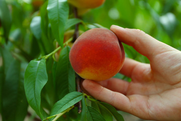 Female hand picking peach from tree © Africa Studio