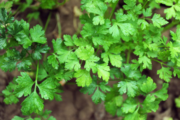 Parsley growing in garden