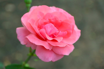 Beautiful pink rose close up