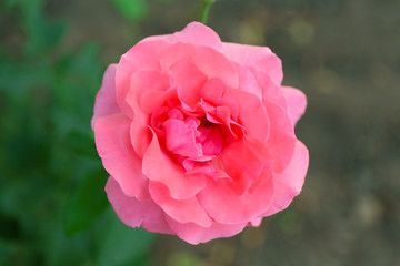 Beautiful pink rose close up