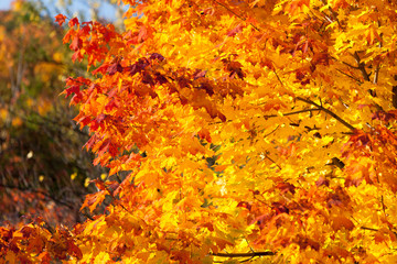 Autumn maple trees background