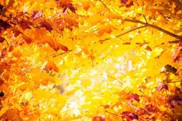 Autumn maple leaves background