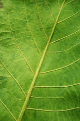 leaf texture background